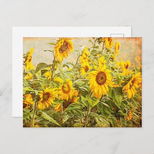ひまわり畑ヴィンテージアンティークイエローアート ポストカード (正面/裏面)