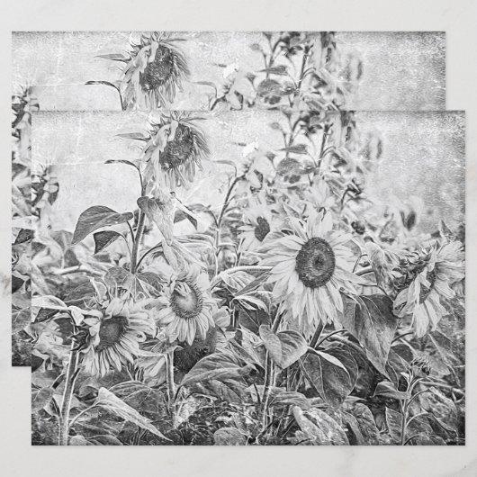 ひまわり畑ヴィンテージ白黒の切り離 (正面/裏面)