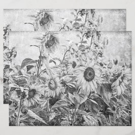 ひまわり畑ヴィンテージ白黒の切り離