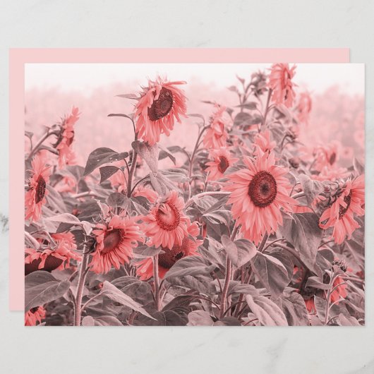 ひまわり畑ヴィンテージ赤面ピンクグレーデクページ (正面/裏面)