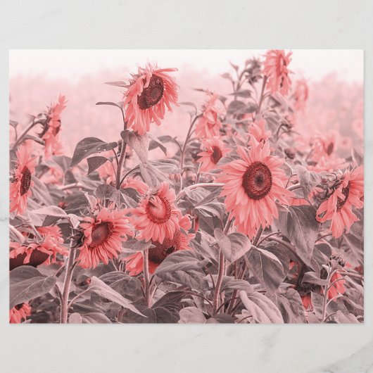 ひまわり畑ヴィンテージ赤面ピンクグレーデクページ (正面)