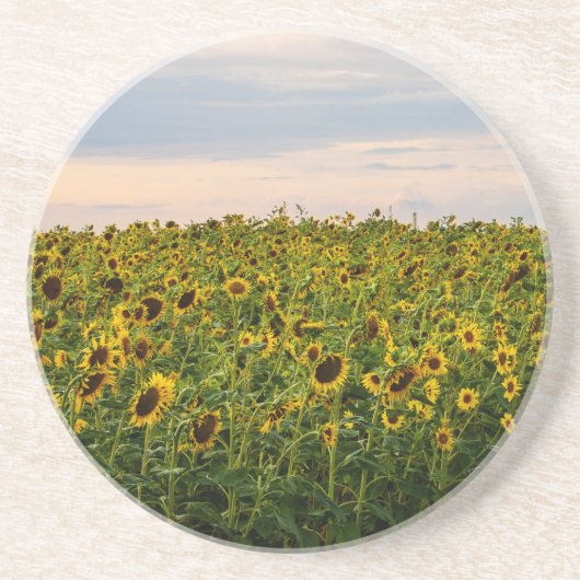 ひまわり畑夕べ灯 コースター (正面)