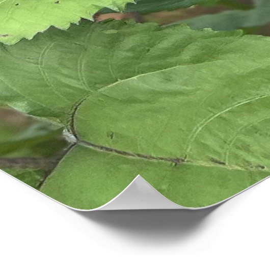 ひまわり畑自然写真 ポスター (角)