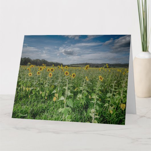 「ひまわり畑」 サンキューカード (正面)