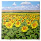 ひまわり畑 タイル (正面)
