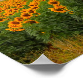 ひまわり畑 – ポスター (角)