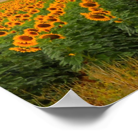 ひまわり畑 – ポスター (角)