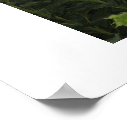 ひまわり畑 ポスター (角)