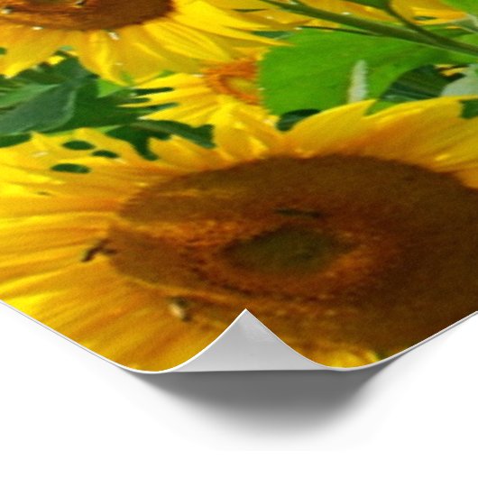 ひまわり畑 ポスター (角)