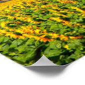 ひまわり畑 ポスター (角)