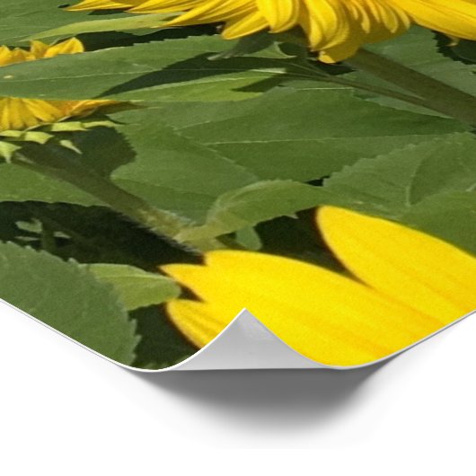 ひまわり畑 ポスター (角)