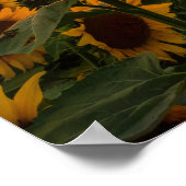 ひまわり畑 ポスター (角)