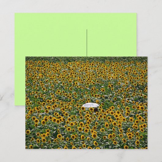 ひまわり畑 ポストカード (正面/裏面)