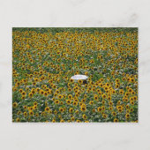 ひまわり畑 ポストカード (正面)