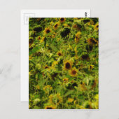 ひまわり畑 ポストカード (正面/裏面)