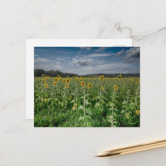 「ひまわり畑」 ポストカード (正面/裏面インサイチュ)