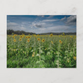 「ひまわり畑」 ポストカード (正面)