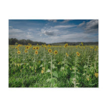 「ひまわり畑」