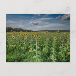 「ひまわり畑」 ポストカード