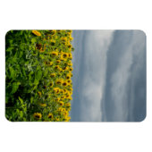 ひまわり畑。 マグネット (横)