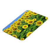 ひまわり畑 マグネット (左側)