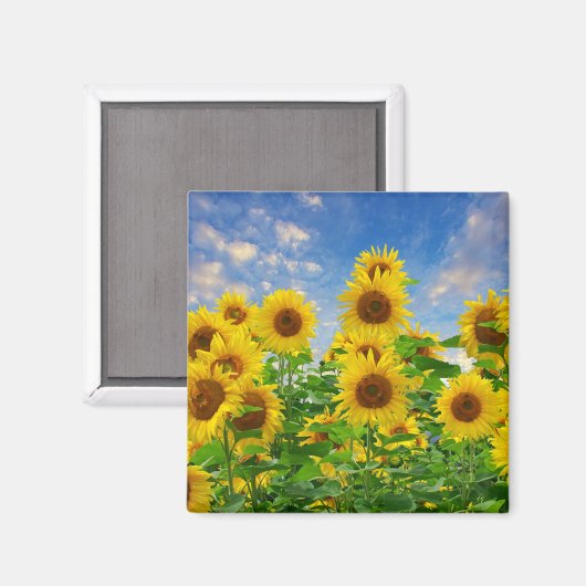 ひまわり畑 マグネット (正面/裏面)