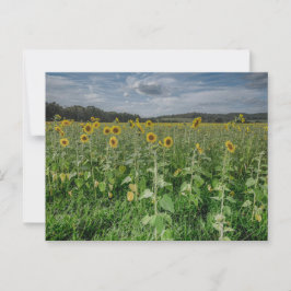 「ひまわり畑」写真はがき ポストカード