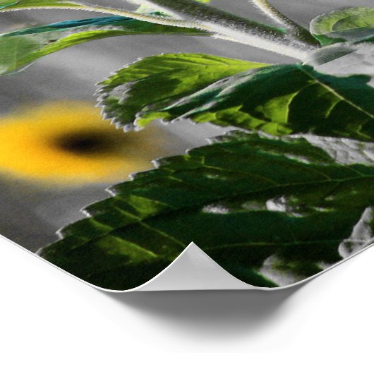 ひまわり畑，白黒，平和 ポスター (角)