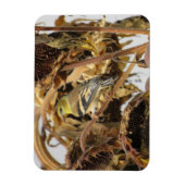 ひまわり磁石付き金魚 マグネット (縦)