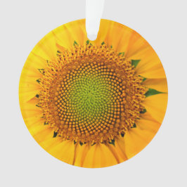 ひまわり種子、スパイラル、黄金比 オーナメント