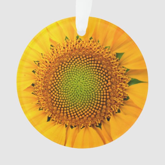 ひまわり種子、スパイラル、黄金比 オーナメント (正面)