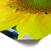 ひまわり種子、スパイラル、黄金比 ポスター (角)