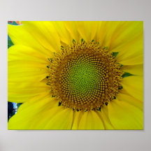 ひまわり種子、スパイラル、黄金比