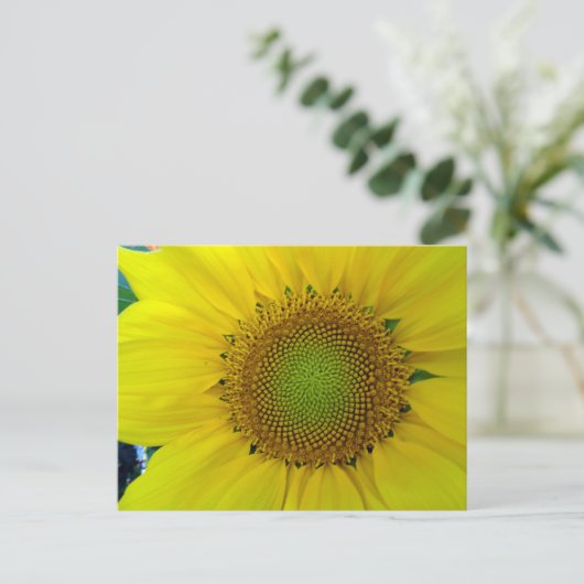 ひまわり種子、スパイラル、黄金比 ポストカード (スタンド正面)