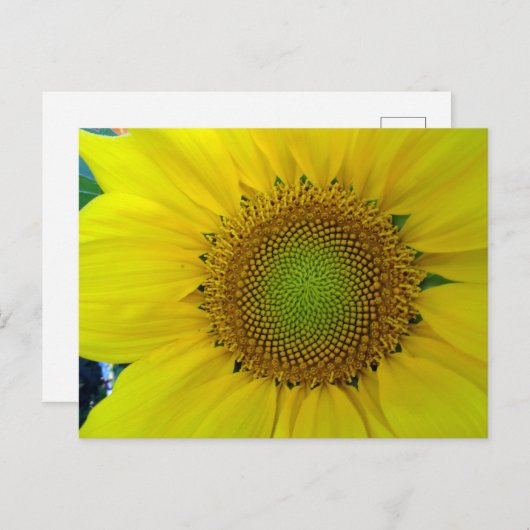 ひまわり種子、スパイラル、黄金比 ポストカード (正面/裏面)