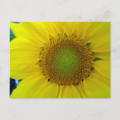 ひまわり種子、スパイラル、黄金比 ポストカード (正面)