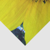 ひまわり種子、スパイラル、黄金比 薄葉紙 (詳細)