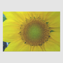 ひまわり種子、スパイラル、黄金比 薄葉紙