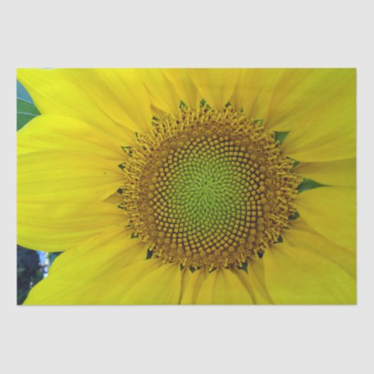 ひまわり種子、スパイラル、黄金比 薄葉紙 (正面)