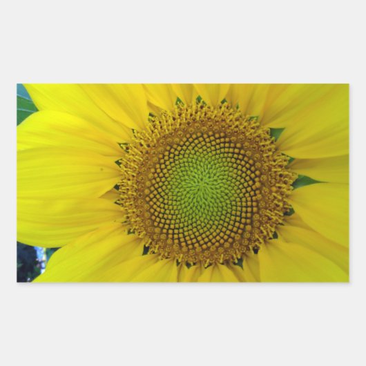 ひまわり種子、スパイラル、黄金比 長方形シール (正面)