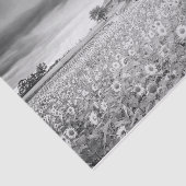 ひまわり素晴らし畑の白黒写真 薄葉紙 (詳細)