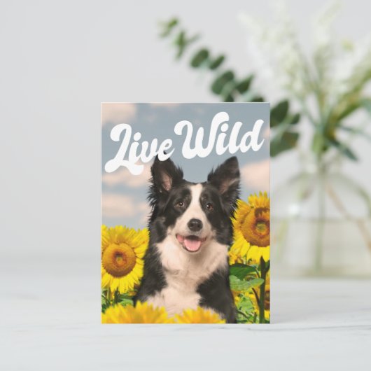 ひまわり縁どに生きる野生のコリー ポストカード (スタンド正面)