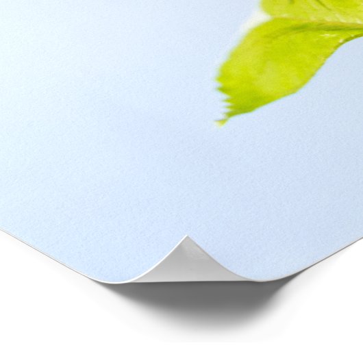 ひまわり自然写真 ポスター (角)