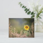 ひまわり自然写真 ポストカード (スタンド正面)