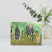 ひまわり花の種自然 ポストカード (スタンド正面)