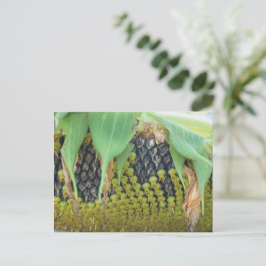 ひまわり花の種自然 ポストカード (スタンド正面)