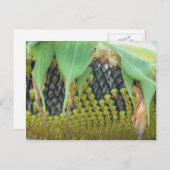 ひまわり花の種自然 ポストカード (正面/裏面)