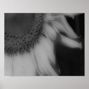 ひまわり花びらクローズアップ白黒写真プリント ポスター