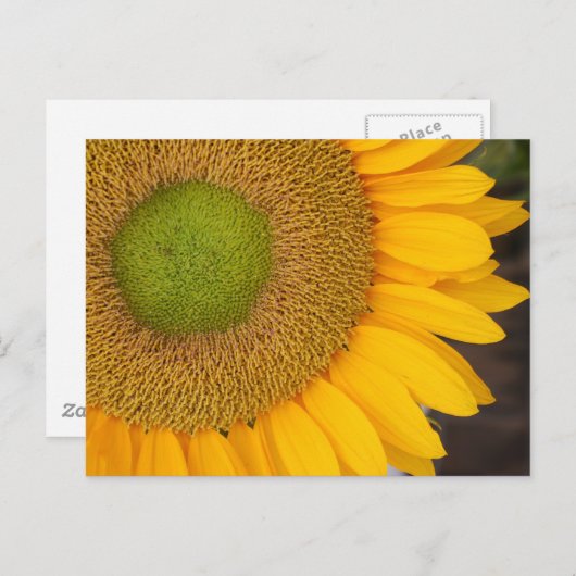 ひまわり花写真はがき ポストカード (正面/裏面)