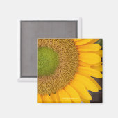 ひまわり花写真用磁石 マグネット (正面/裏面)
